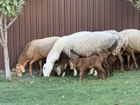 Oaie, Arashan sheep — foto 5