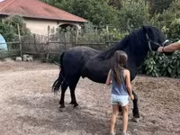 Kůň, Welsh Cob — foto 2