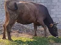 วัวตัวเมีย, Swiss cattle — รูปภาพ 1