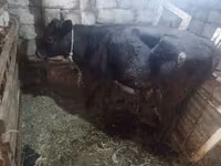 암소, Simmental cattle — 사진 4
