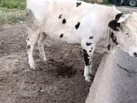 گاو ماده, بلژیکی آبی — عکس 4