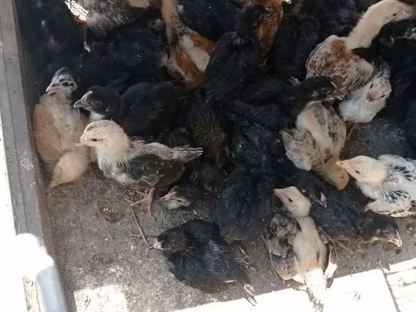 Chickens