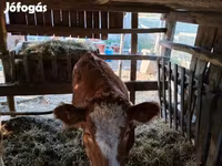 بقرة, Simmental cattle — الصورة 1