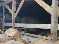 Baran, Arashan sheep — zdjęcie 3