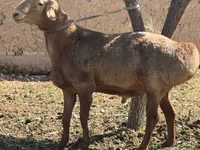 قوچ, Arashan sheep — عکس 1