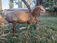 Овен, Arashan sheep — снимка 4