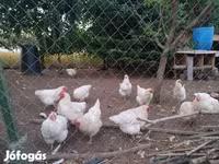 Chickens — รูปภาพ 3