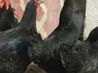Chickens — foto 1