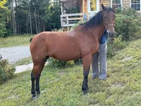 Klisna, Standardbred — foto 1