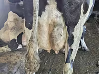 Vache, Race Holstein — photo 6