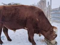 گاو نر, Swiss cattle — عکس 3