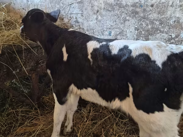 ძროხა, Russian Black pied cattle