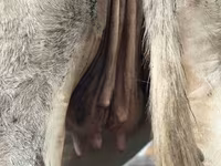 Vacă, Simmental cattle — foto 4