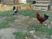 Chickens — 照片 3