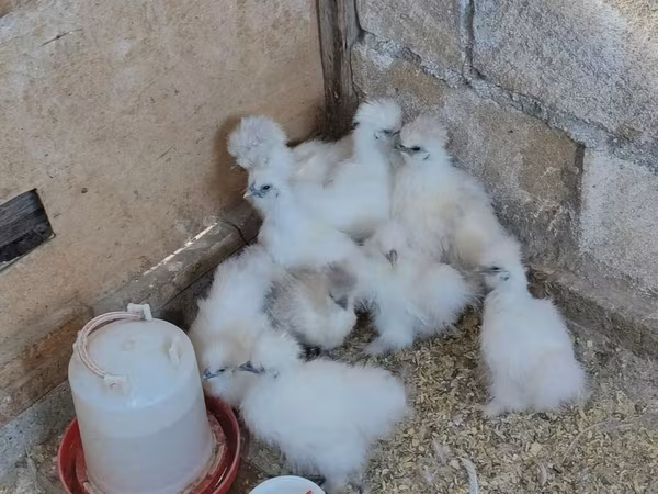 Silkie