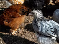 Chickens — عکس 4