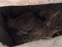 Chickens — รูปภาพ 6