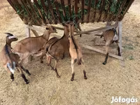 Buk, Alpine goat — foto 7