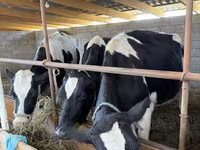 Lembu betina, Holstein breed — foto 1