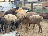 Baran, Rhon sheep — zdjęcie 8