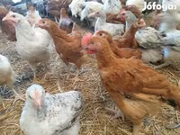 Chickens — 사진 5
