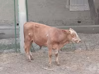 Bovine (lot, sex nespecificat), Vaca Limousine — foto 6