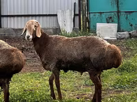 Montone, Rhon sheep — foto 8