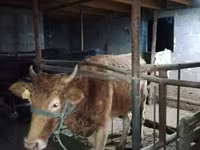 ላም, Cattle — ፎቶ 3