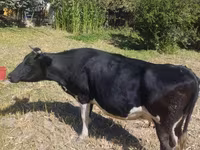 گاو ماده, Russian Black pied cattle — عکس 4