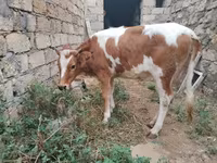 Bò cái, Simmental cattle — ảnh 3