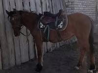 Кобила, Коне — снимка 1