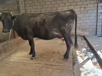 Mucca, Simmental cattle — foto 2