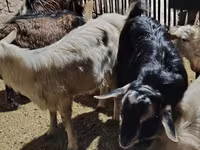 Bak, Alpine goat — 2. fotó