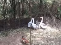 Geese — ፎቶ 2