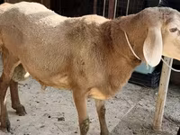 Baran, Arashan sheep — zdjęcie 6