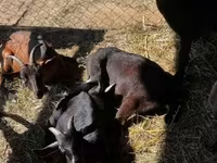 公山羊, Nubian Goat — 照片 5