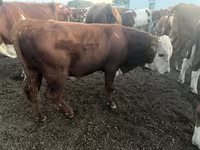 Toro, Simmental cattle — foto 3