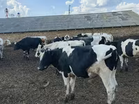 Bulle, Russian Black pied cattle — Foto 2
