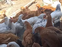 Chickens — foto 2