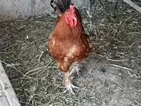 Chickens — zdjęcie 2