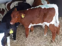 گاو نر, Simmental cattle — عکس 1