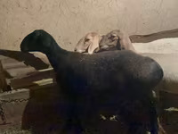 Ovca, Arashan sheep — fotografija 6