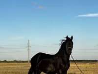 مادیان, Friesian — عکس 2
