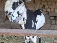 بز ماده, Beetal goats — عکس 4