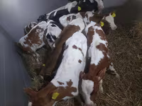 Býk, Simmental cattle — foto 3