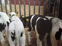 Dibi, Cattle — sawirka 3