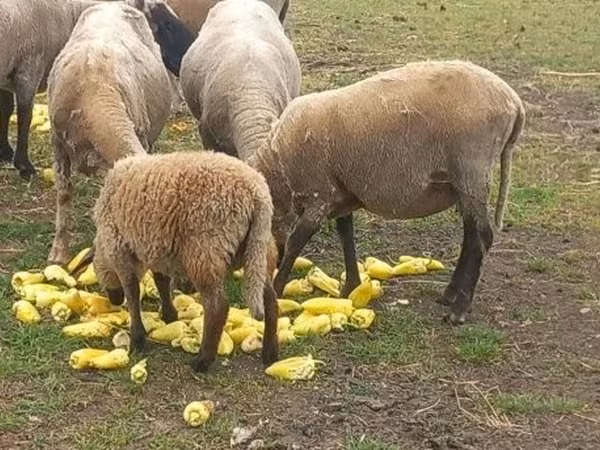 Хуц, Tsigai sheep