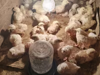 Chickens — عکس 1