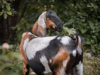 பெண் வெள்ளாடு, Nubian Goat — புகைப்படம் 7