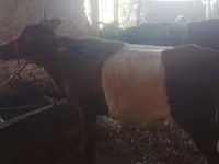 Cow, Cattle — photo 4